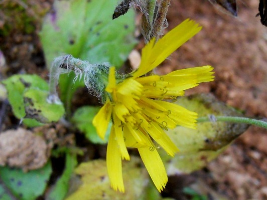 Hieracium sp. (Asteraceae)